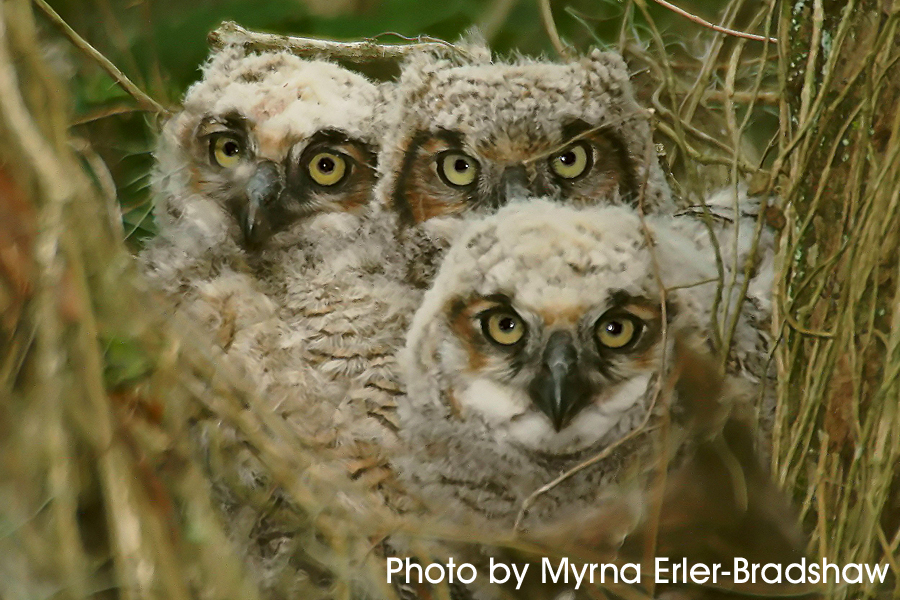 great horned owl triplets in the nest