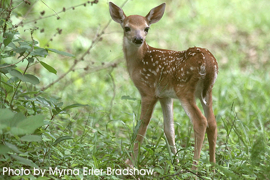 young fawn in the woods