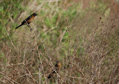 Chinsegut Hill Retreat Wildlife - Birds