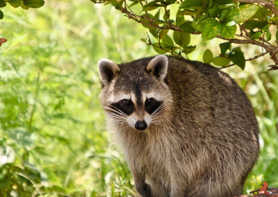 Chinsegut Hill Retreat Wildlife - Raccoon