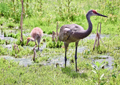 Chinsegut Hill Retreat Wildlife - Sand Hill Crane with Baby