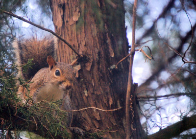 Chinsegut Hill Retreat Wildlife - Squirrel